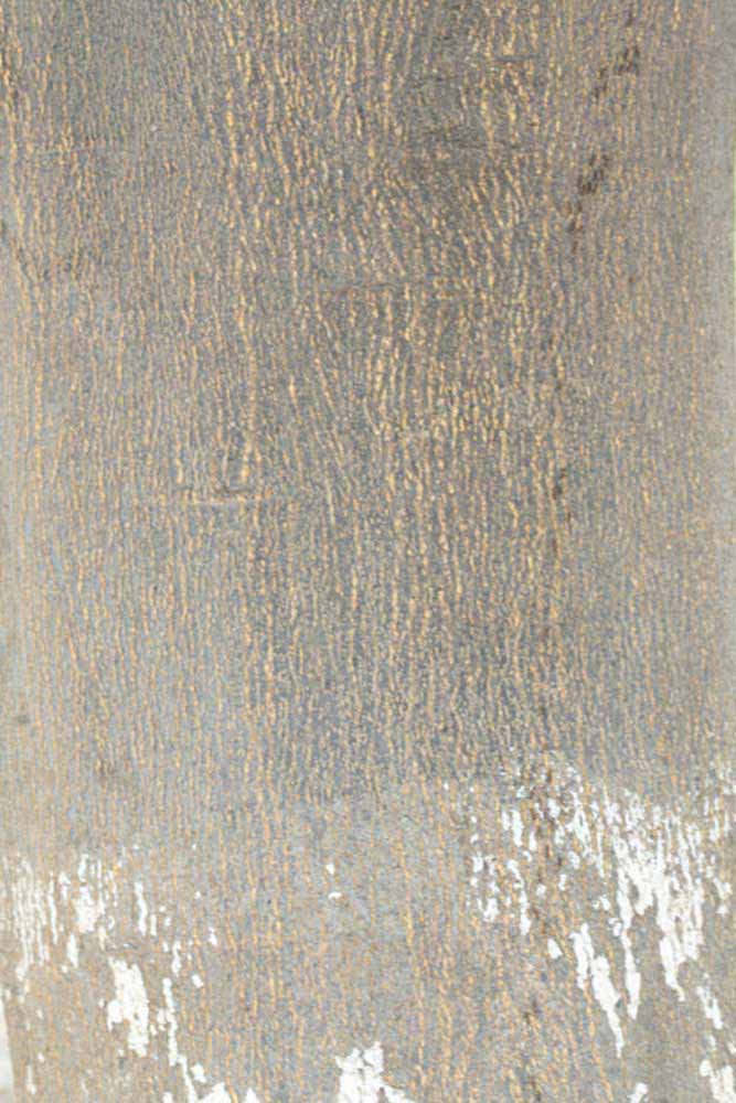              Bark (Riverside, CA)       